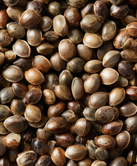 Hanfprotein