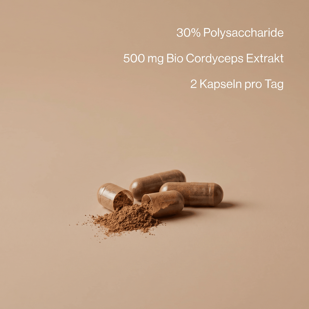 Cordyceps-Extrakt-Kapseln mit 500 mg Extrakt und 30 Prozent Polysacchariden