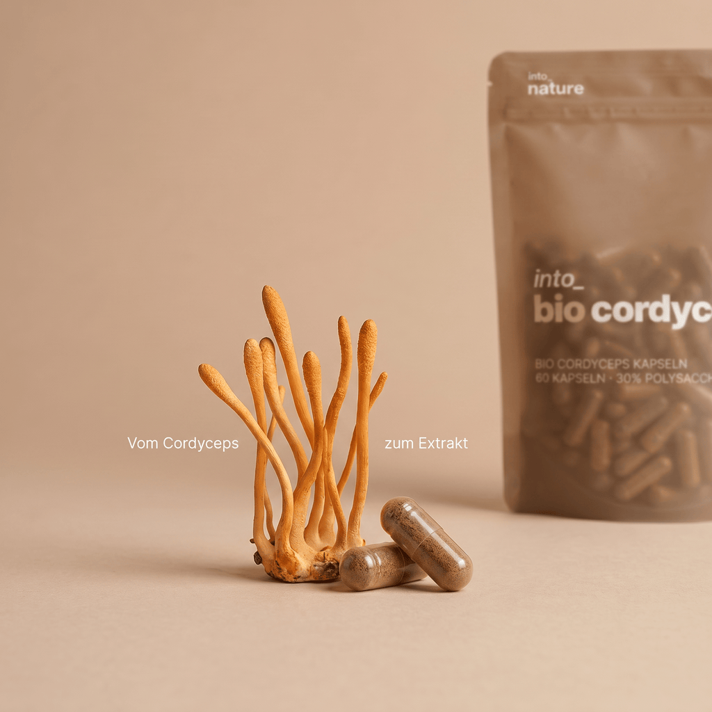 Darstellung von Cordyceps mit Extrakt-Kapseln und Produktverpackung