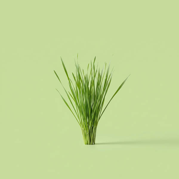 Nahaufnahme von frischem, grünem Bio Gerstengras