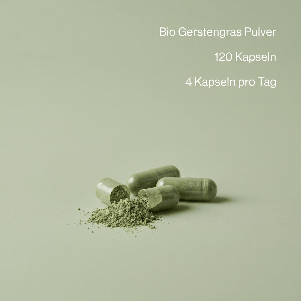 Geöffnete Gerstengras Kapseln zeigen das naturreine, grüne Pulver
