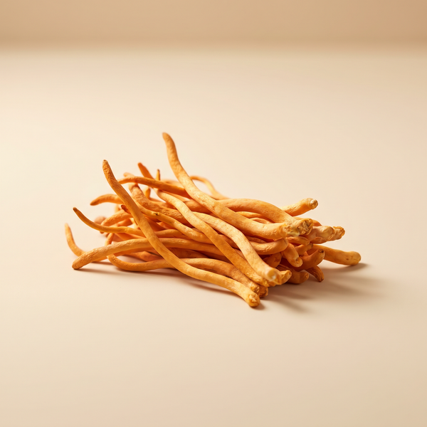 Darstellung von getrocknetem Cordyceps als Ausgangsstoff für den Pilzextrakt